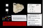 Foto (Objekt + Etikett) von Bachmayerus hyznymatus (Fraaije et al., 2019)  (NHMW-GEO-1990-0041-2785)